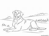 Coloring Dog Cute Labrador Pages Retriever Printable Print sketch template