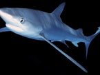 Image result for blauwe haai. Size: 145 x 109. Source: www.adcdiving.be