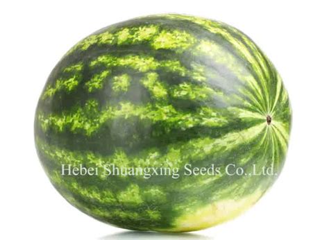 Mini Seedless Watermelon Seeds With Thin And Firm Rind Red