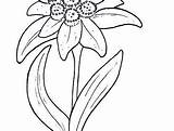 Edelweiss Coloring Pages Flower sketch template