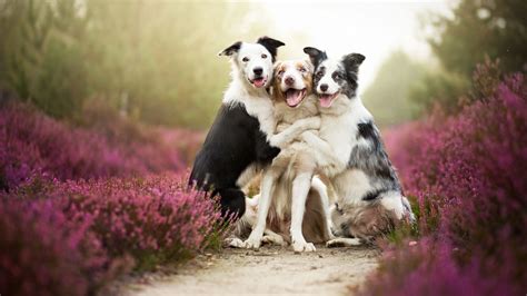 interesting photo   day  happy dogs  put  smile   face