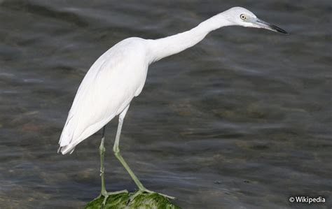 little blue heron egretta caerulea peru aves