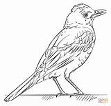 Coloring Robin Bird Drawing Printable Red Draw Pages Step Tutorials Robins Trinidad Supercoloring Colouring Drawings Kids Birds Getdrawings Beginners Looking sketch template