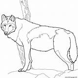 Wolf Coloring Pages Timber Printable Gray Realistic Canadian Print Color Drawing Supercoloring Instructive Book Wol sketch template