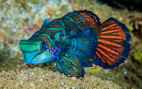 mandarinfish fish   small exotic colorful fish   dragonet