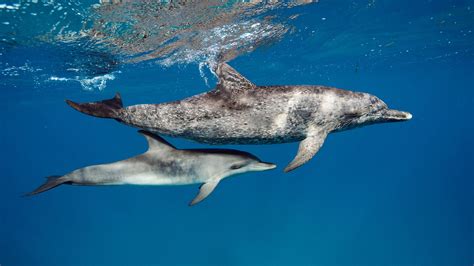 dolphin  calf