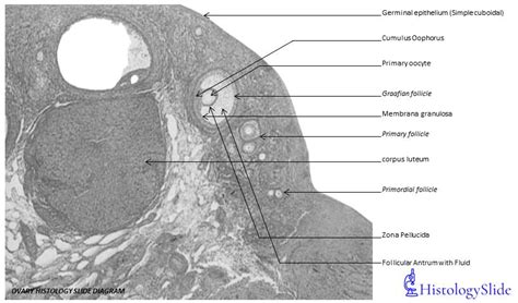 ovary histology  diagram  identification points histologyslide