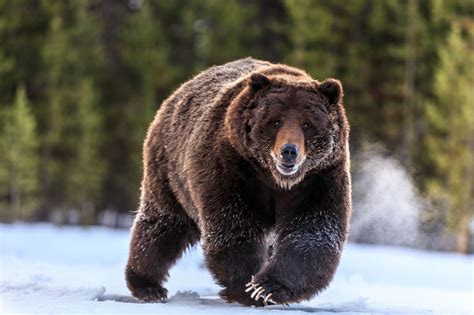 photo grizzly bears animal bear brown   jooinn