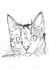 Cat Coloring Pages Realistic Printable sketch template