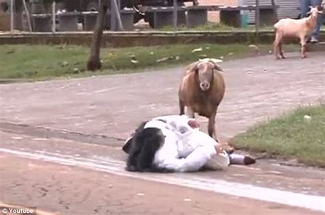 Hilarious [photos And Video] Goat Goes Mad Starts