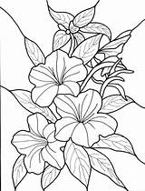 Vines Buds Hibiscus sketch template
