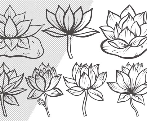 lotus flower outline bundle drawings illustration