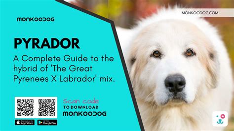 complete guide  great pyrenees labrador mix monkoodog