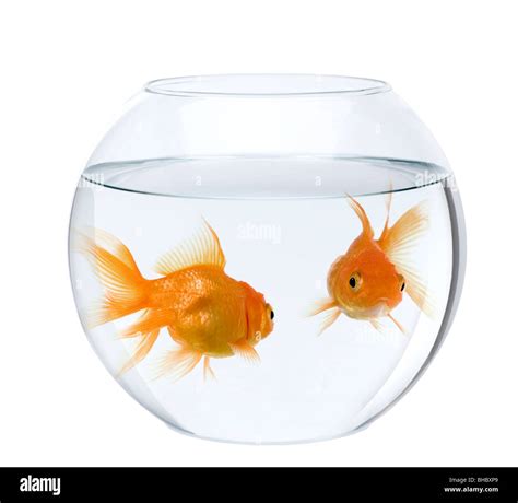 goldfish  fish bowl  front  white background stock photo alamy