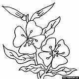 Primrose Sundrop Oenothera sketch template