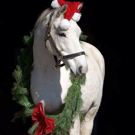 christmas horses    wait   holiday season
