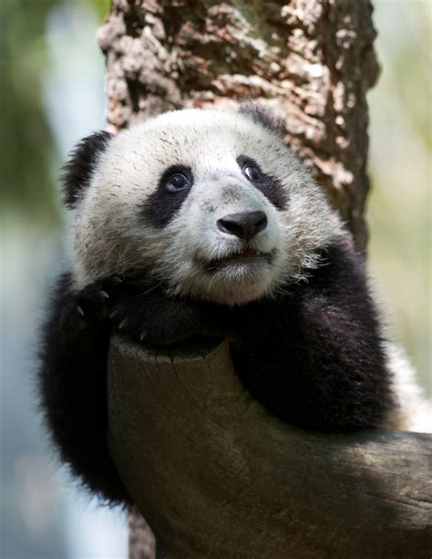 pandas pandas photo  fanpop
