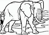 Gajah Mewarnai Sketsa Paud Menggambar Binatang Nyata Tampak Putih Hitam Kartun Hewan Besar Herbivora Buku Warnai Badannya sketch template