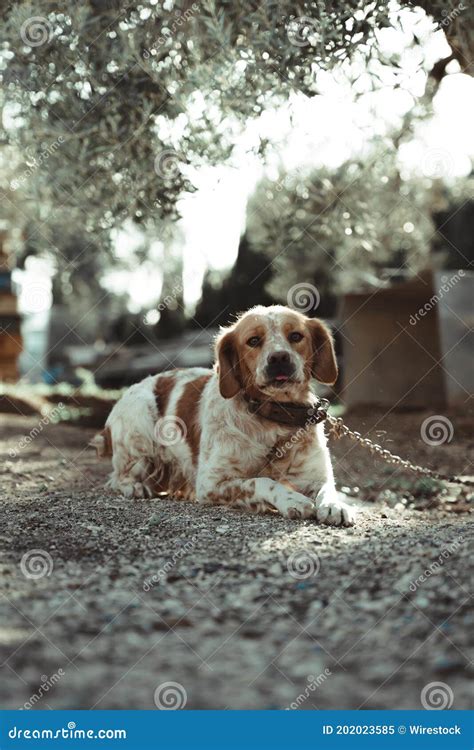 chien de chasse brun  blanc mignon se trouvant sur le terrain image