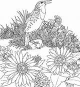 Coloring Meadow Pages Printable Popular Flower sketch template