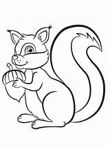 Squirrel Acorn Eekhoorn Coloringpage Eikel sketch template