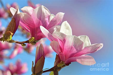 Perfect In Pink Magnolias Photograph By Regina Geoghan