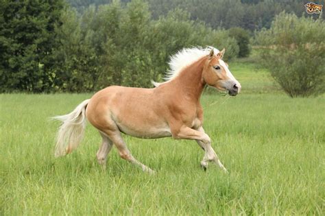 haflinger horse breed information buying advice   facts petshomes