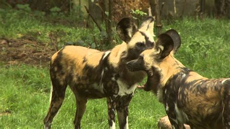 afrikaanse wilde hond safaripark beekse bergen youtube