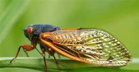 types  cicadas    tennessee   year