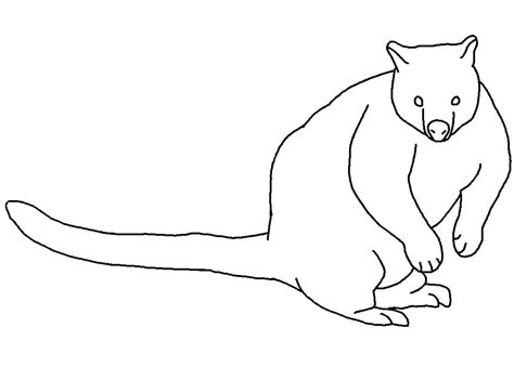 simple tree kangaroo coloring page  printable coloring pages  kids