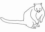 Kangaroo Tree sketch template