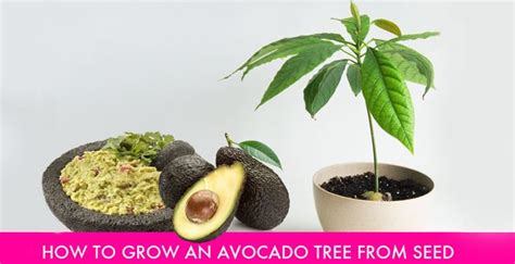 10 Steps To Grow Your Own Avocado Tree From Seed Its A Lot Easier