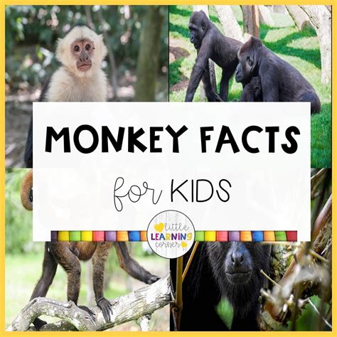 howler monkey facts  kids kids matttroy