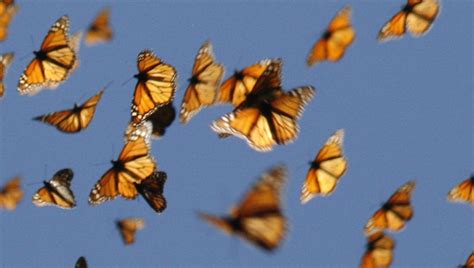 butterfly swarm  winging    weather radar