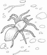 Spider Coloring Pages Printable Kids sketch template