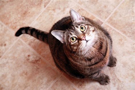 a tabby cat looking up photograph by sharon dominick