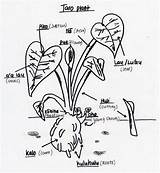 Taro Plant Drawing sketch template