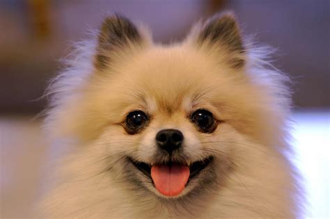 pomeranian dog breed information pictures
