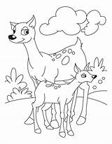 Deer Coloring Pages Fawn Hunting Reindeer Tailed Antlers Head Dog Bucks Getcolorings Kids sketch template