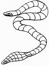 Schlangen Schlange Slangen Kleurplaten Desenho Kleurplaat Serpent Ausmalen Malvorlage Coloriages Serpente Ausmalbild Slang Tuyaux Mewarnai Ular Gifs Snakes Serpenti Animierte sketch template