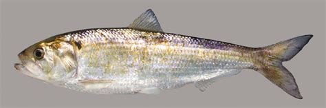 american shad discover fishes