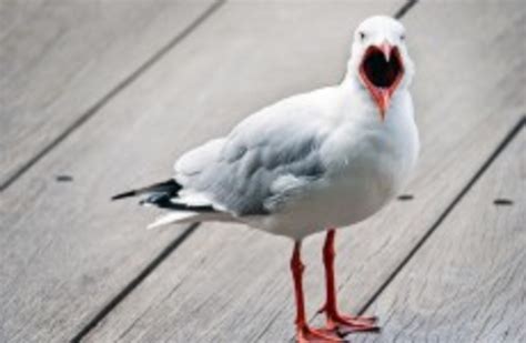uk     aggressive seagulls thejournalie