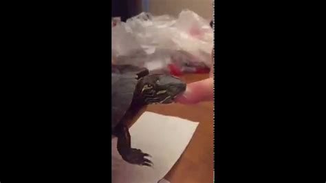 getting bit by a snapping turtle youtube