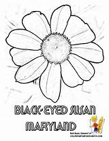 Coloring Susan Eyed Flower Pages State Printable Maryland States Color Montana Maine Drawings Gif Print Sheets Blackeyed 86kb 792px Usa sketch template