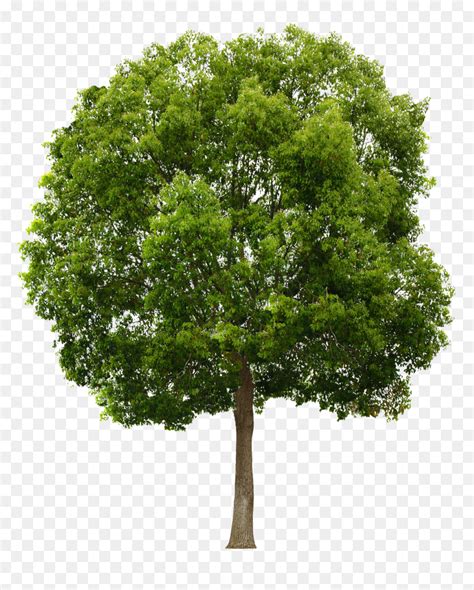 trees   png tree png front view transparent png vhv