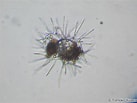 Image result for "acanthodesmia Vinculata". Size: 137 x 103. Source: tonysharks.com