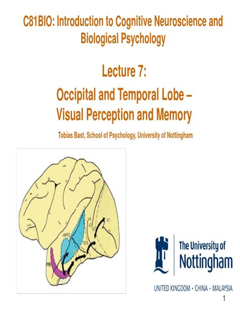 C81bio Occipital And Temporal Lobe Visual Cortex