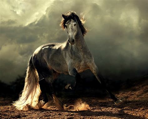 beautiful horse pictures pelfind