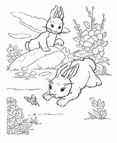 rabbits coloring pages   rabbits coloring pages png