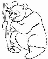 Coloring Panda Pages Cute Bear Animal Wild Eating Bamboo Popular sketch template